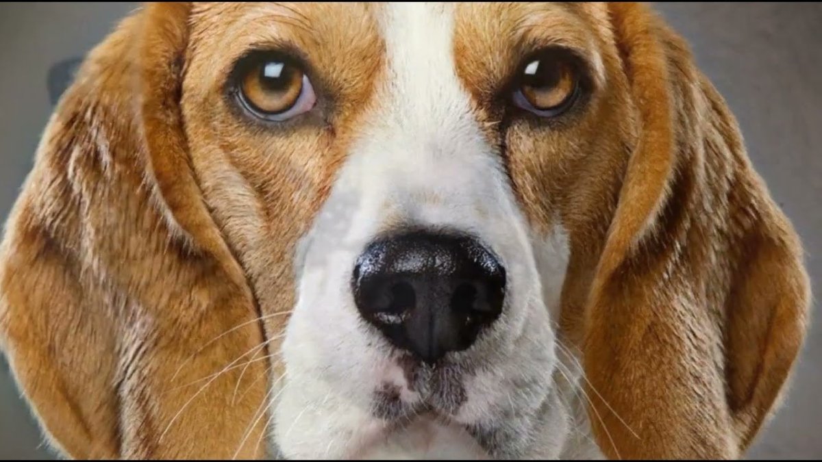 Милый щенок бигля