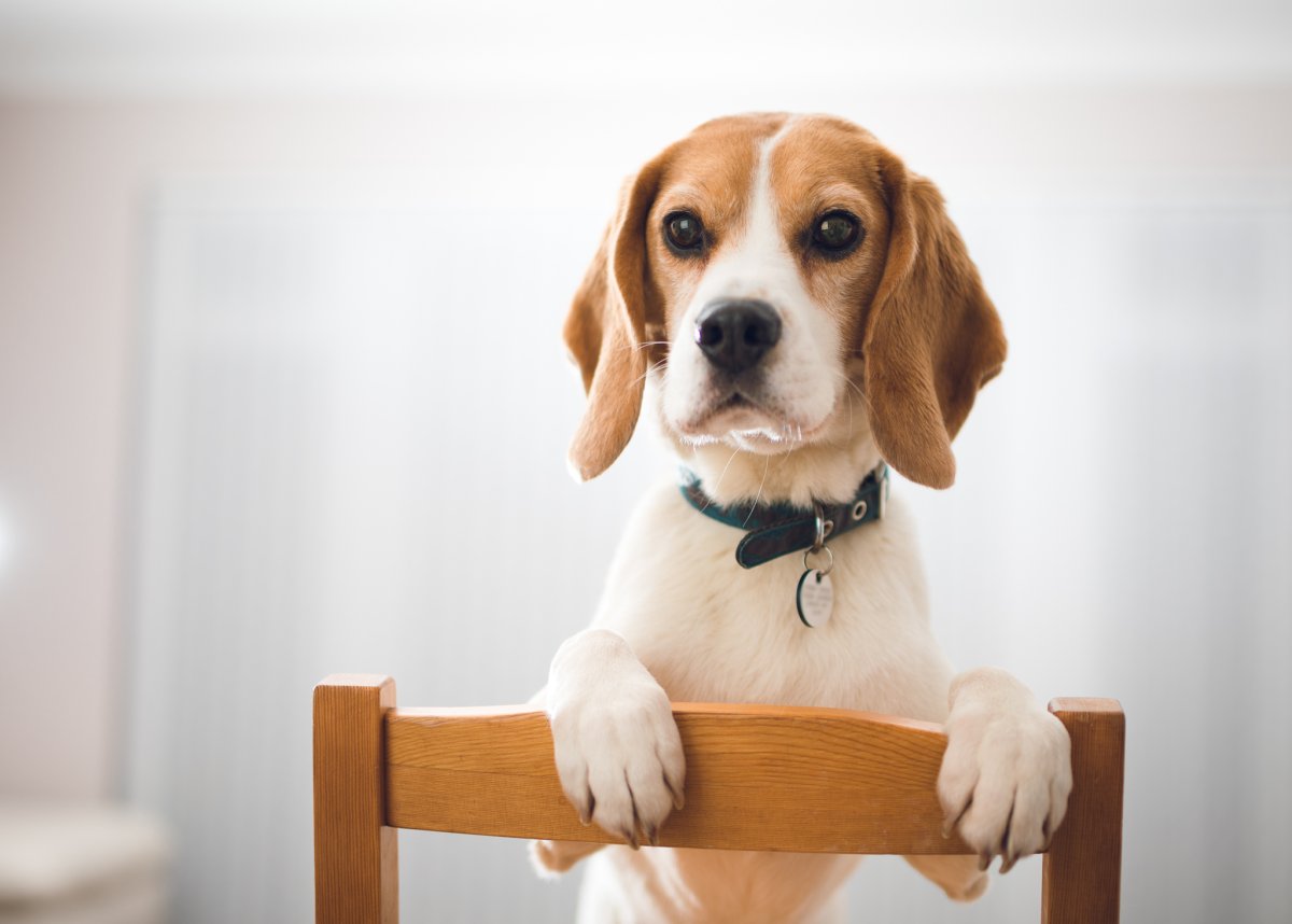 Эстонская гончая