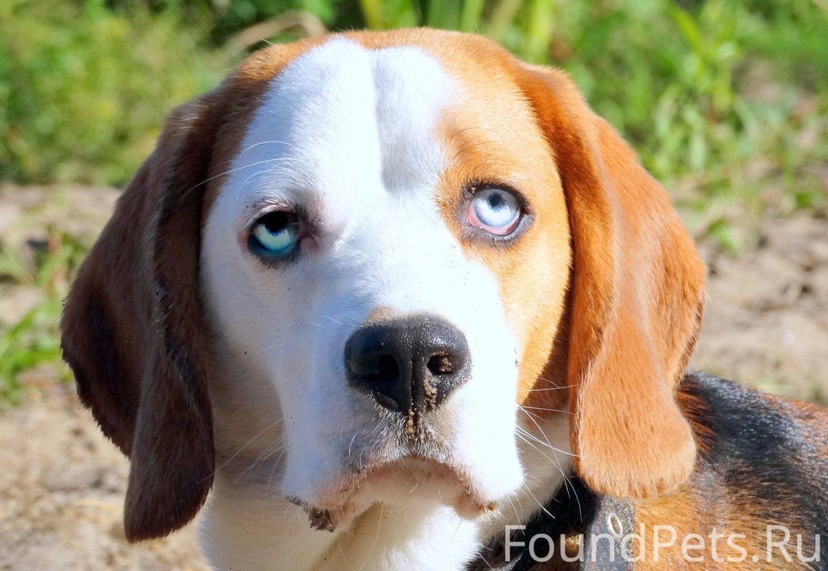 Голубой Бигль