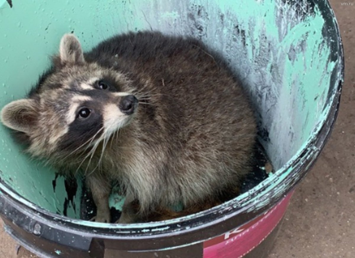 Милые еноты в мусорке