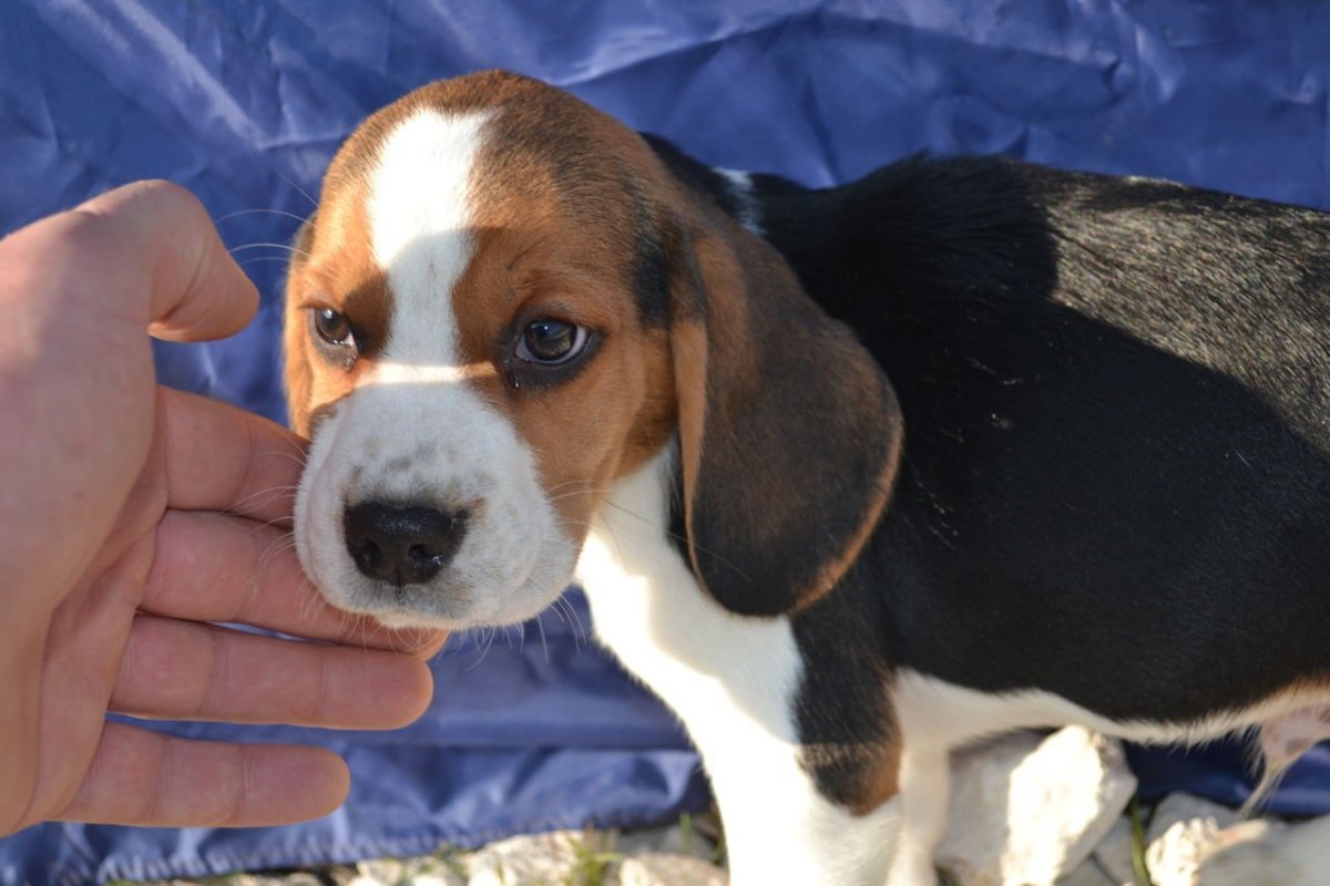 Глаза собаки Бигль