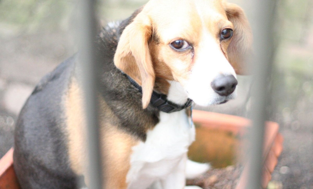 Самые милые кошки и собаки Бигль