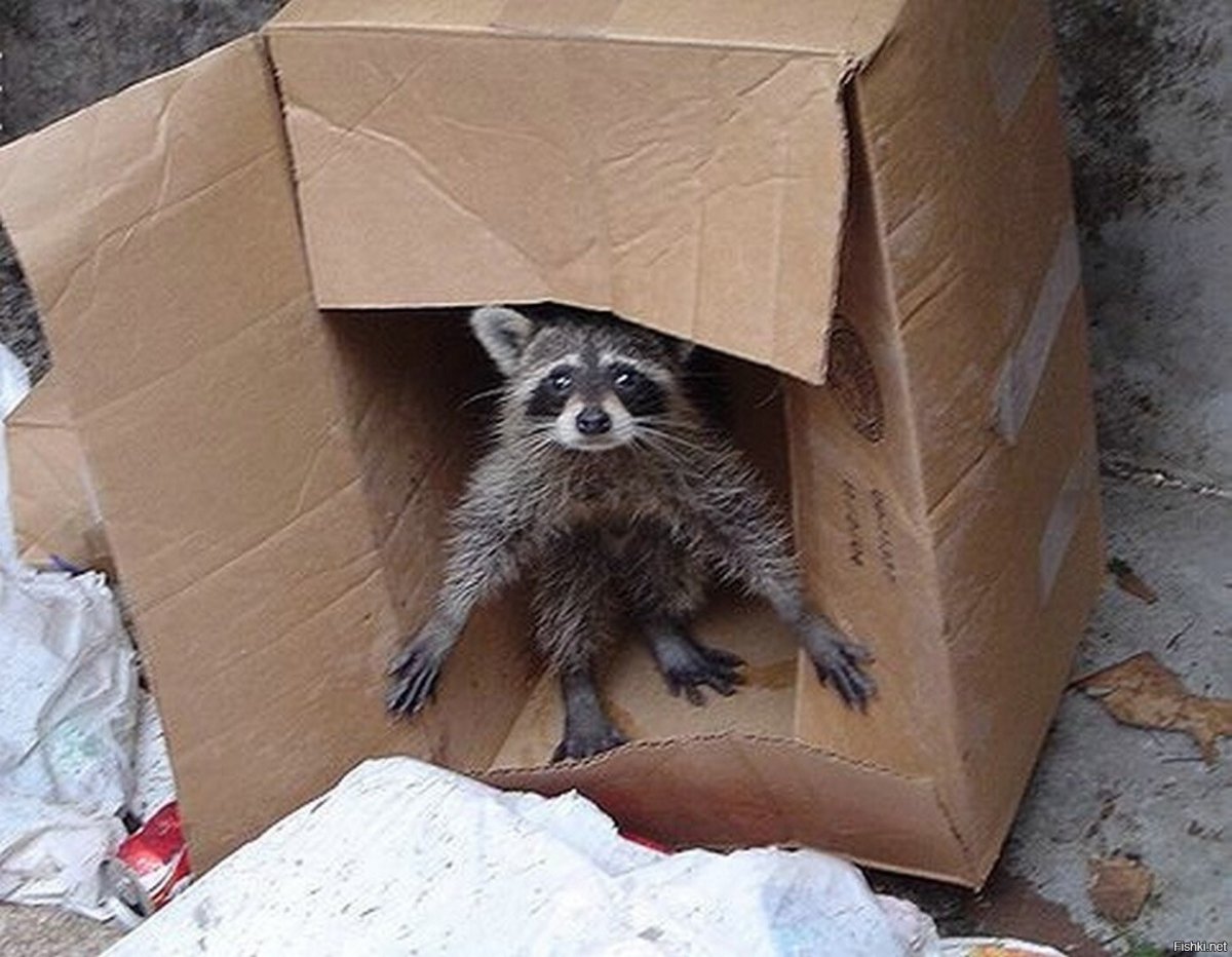 Еноты в мусорном контейнере