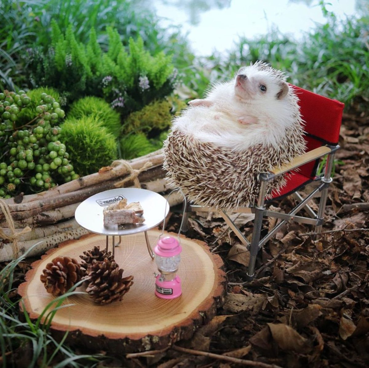 Ежик и кофе