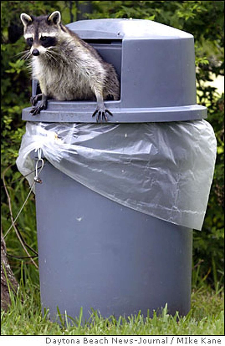 Енот в мусорке