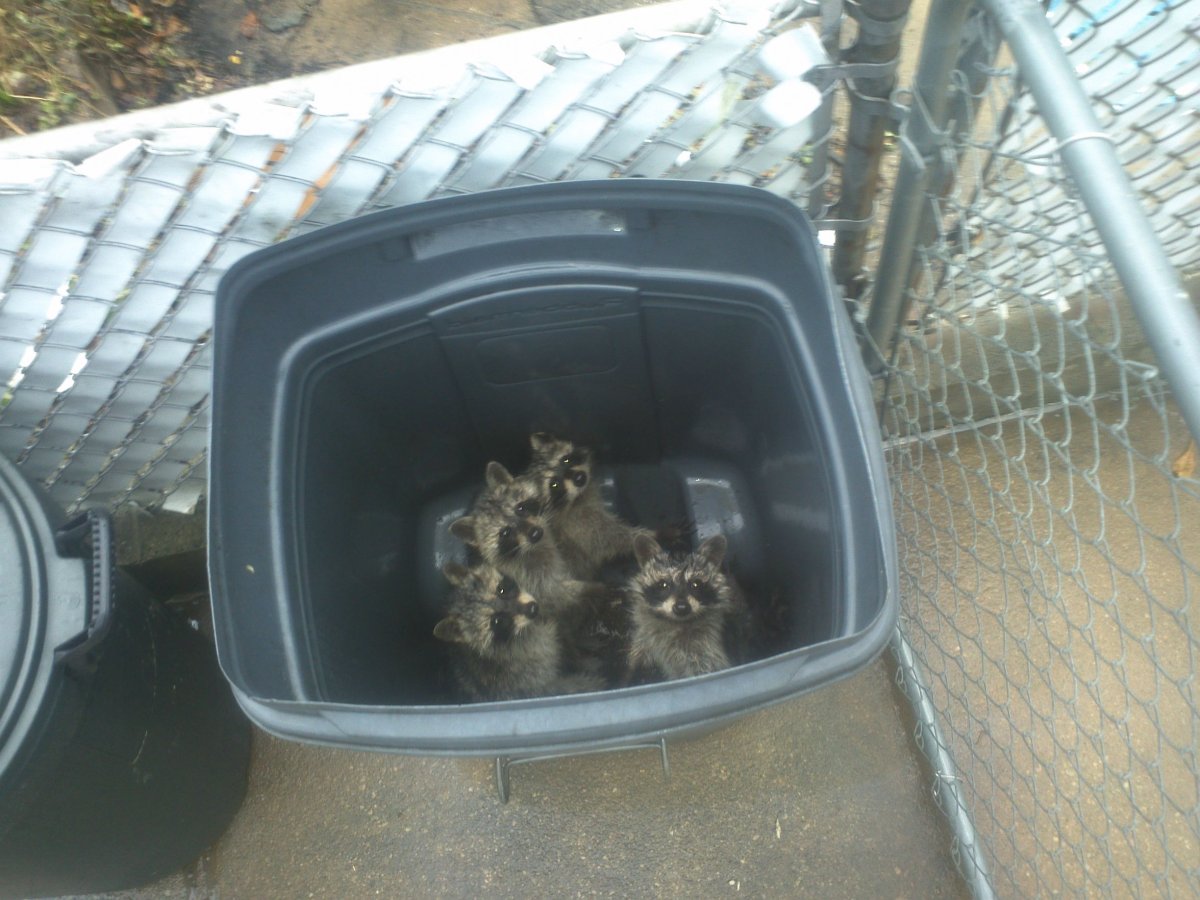 Енот в мусорном баке гиф