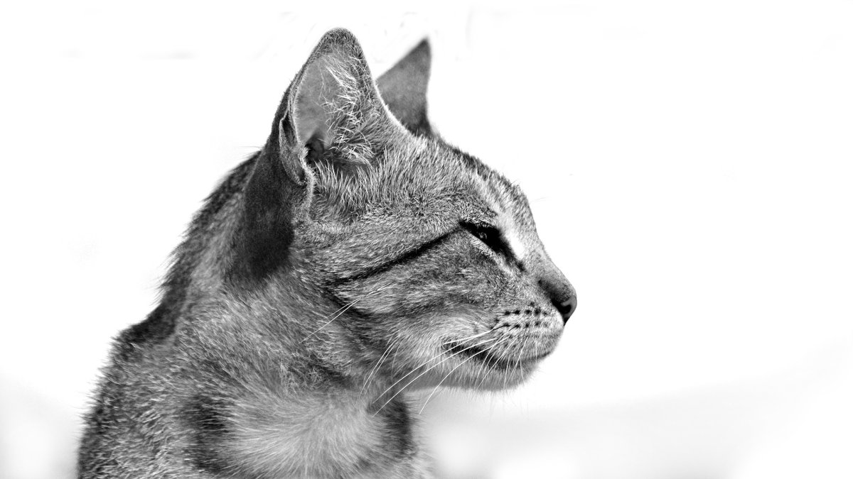 Котик в профиль