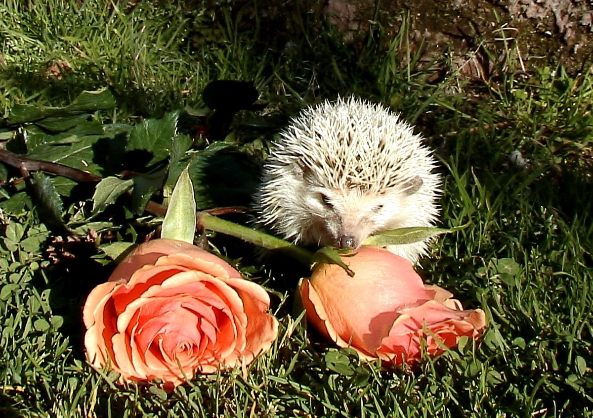 Еж в бассейне