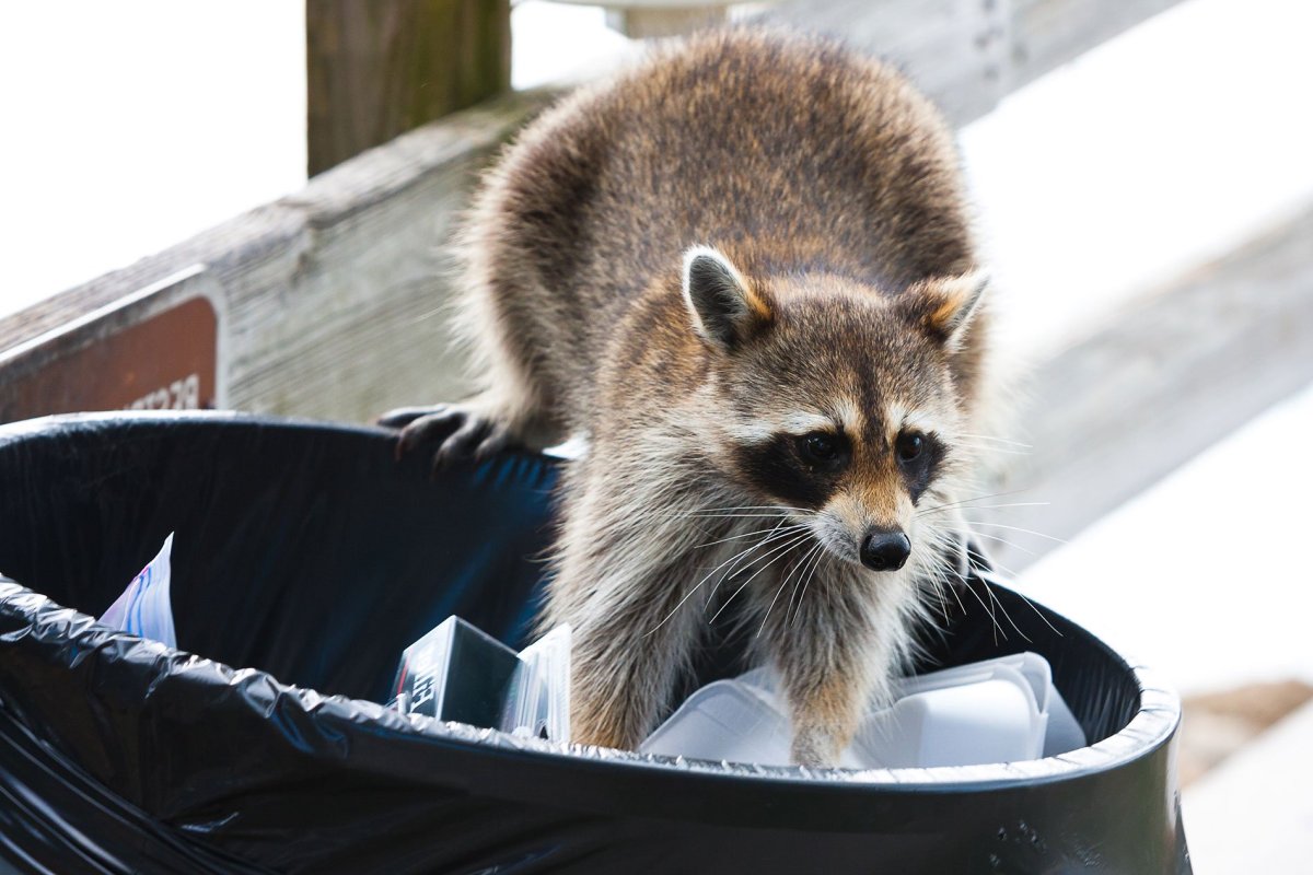 Енот полоскун в мусорке