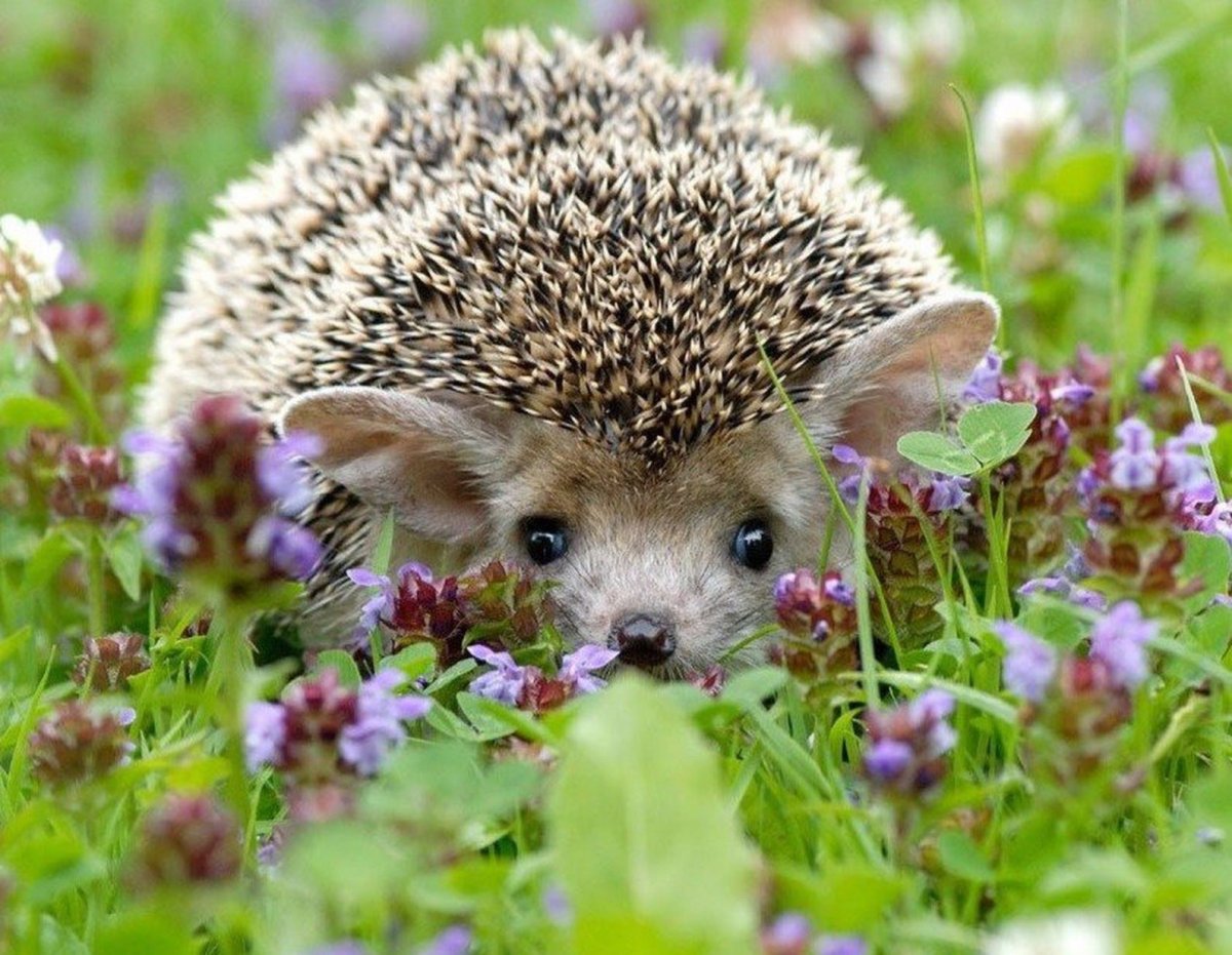 Насекомоядные Ушастый ёж