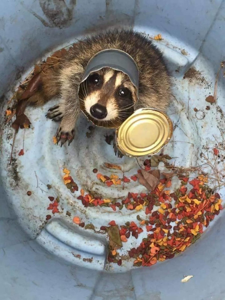 Енот в мусорке