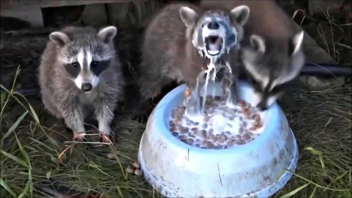 Два енота держат баннер