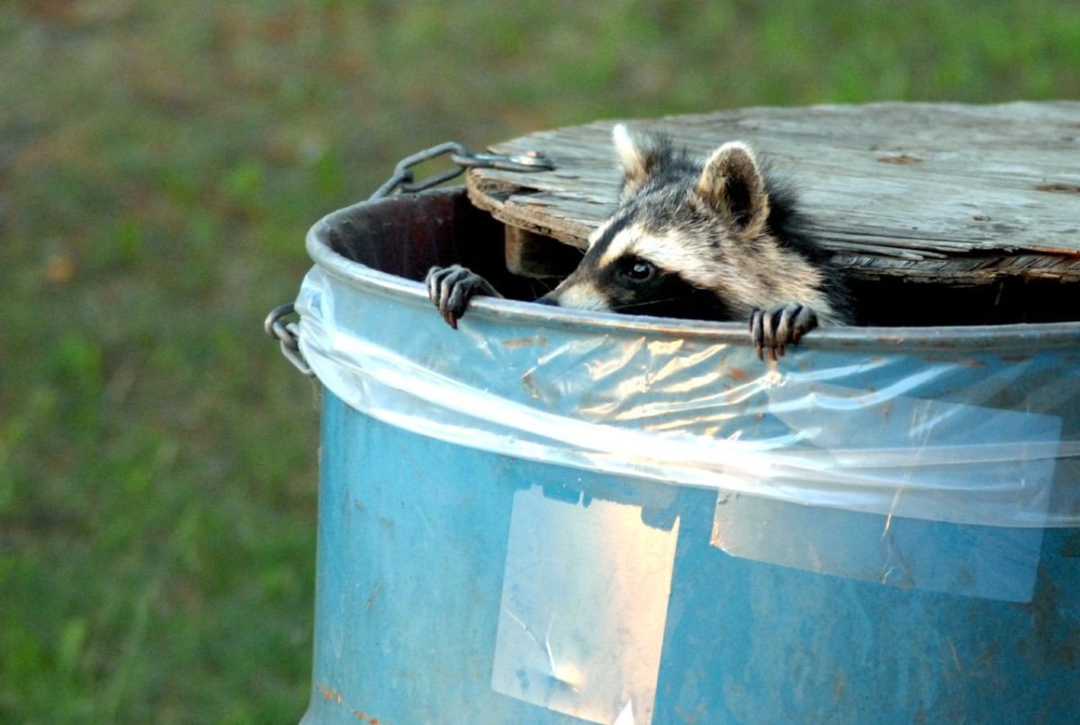 Енот в помойке