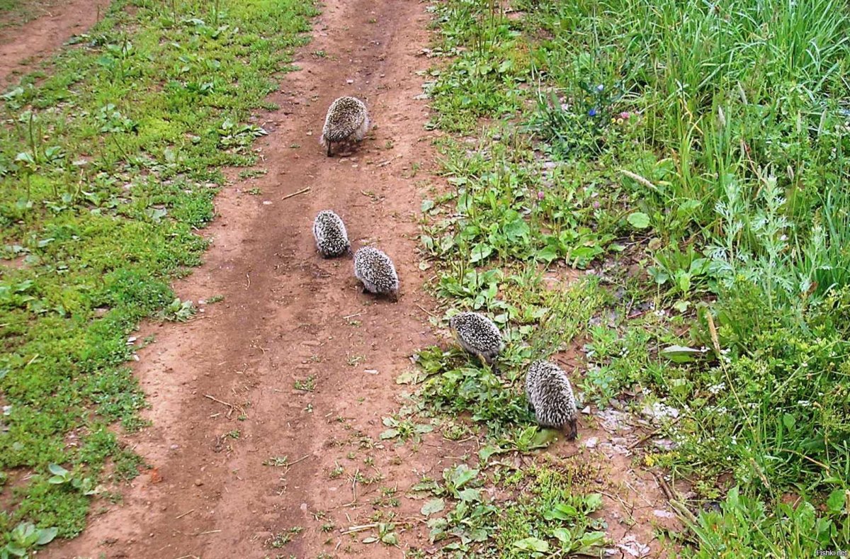 Ежик милота