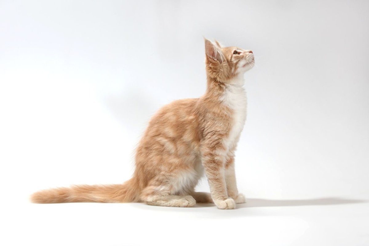 Кошка сидит сбоку