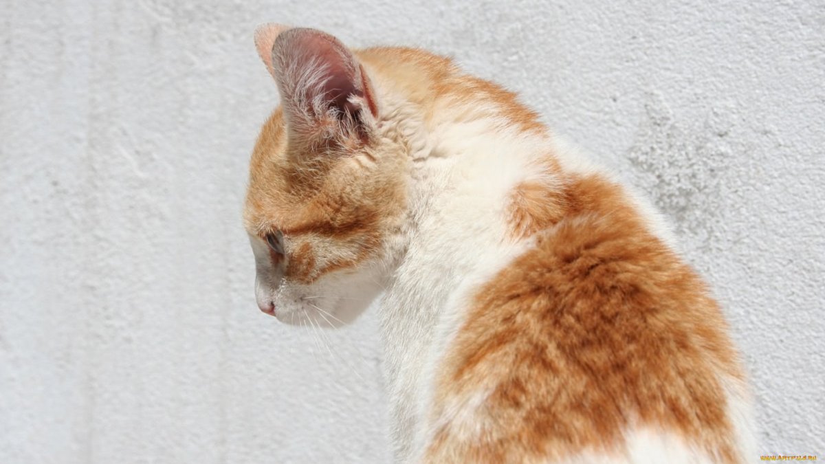 Кот сидит в профиль