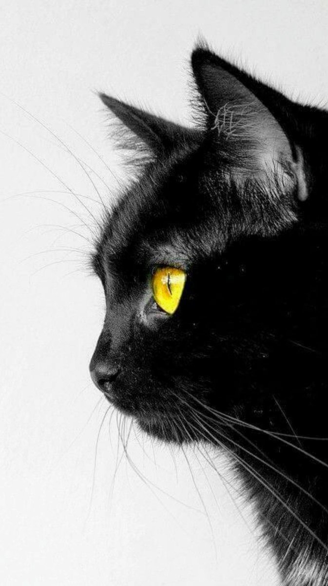 Морда кошки