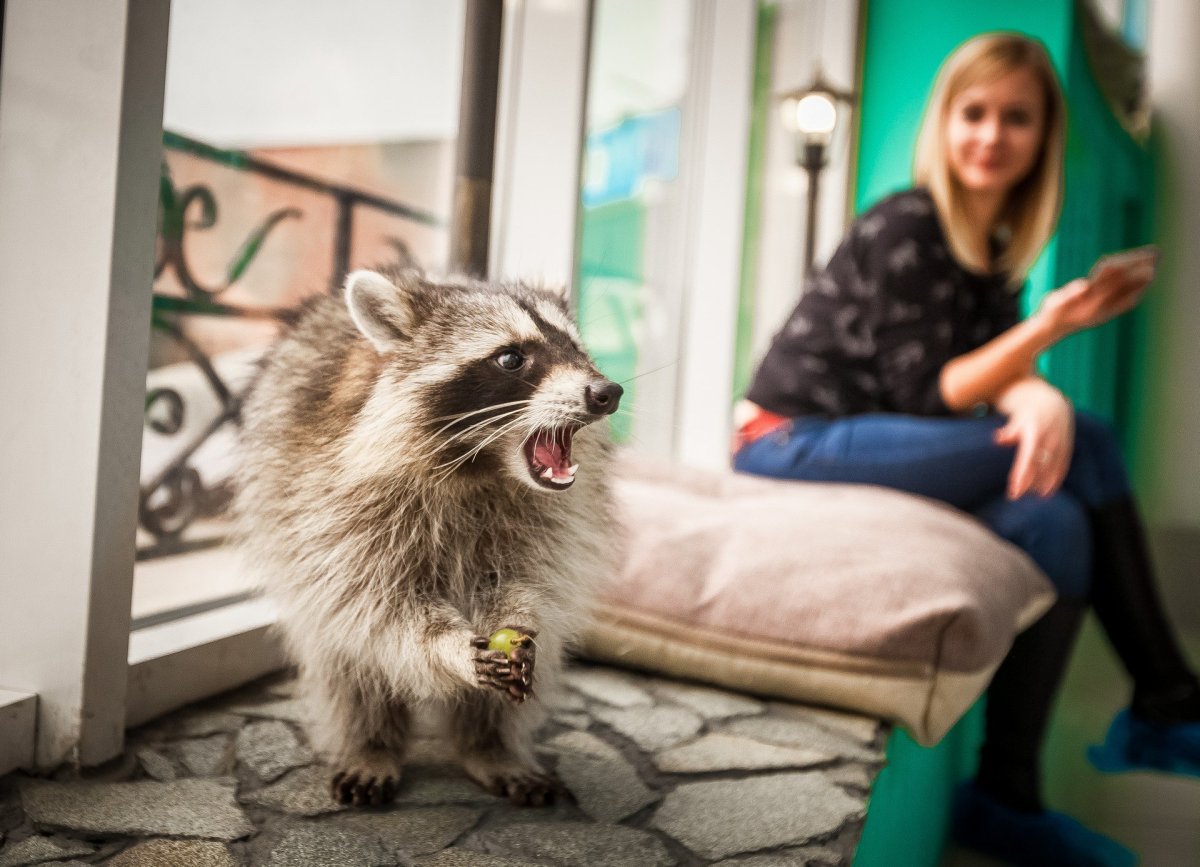 Найди енота