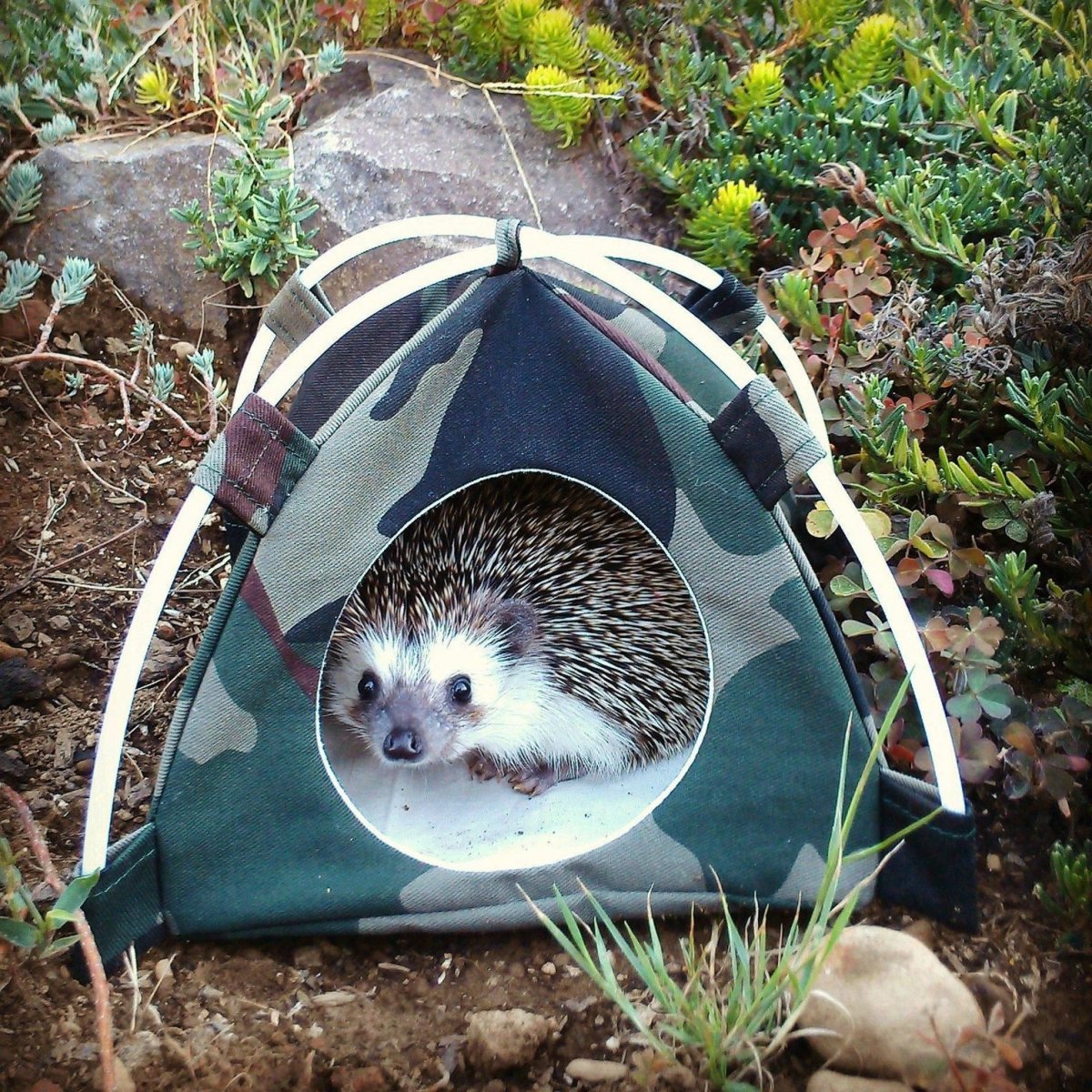 Домик для ежей на даче