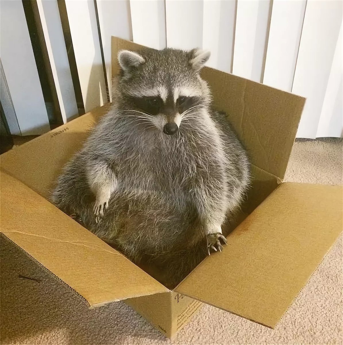 Енотик в коробке