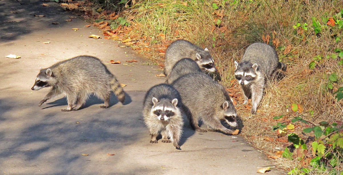 Енот Сибирский