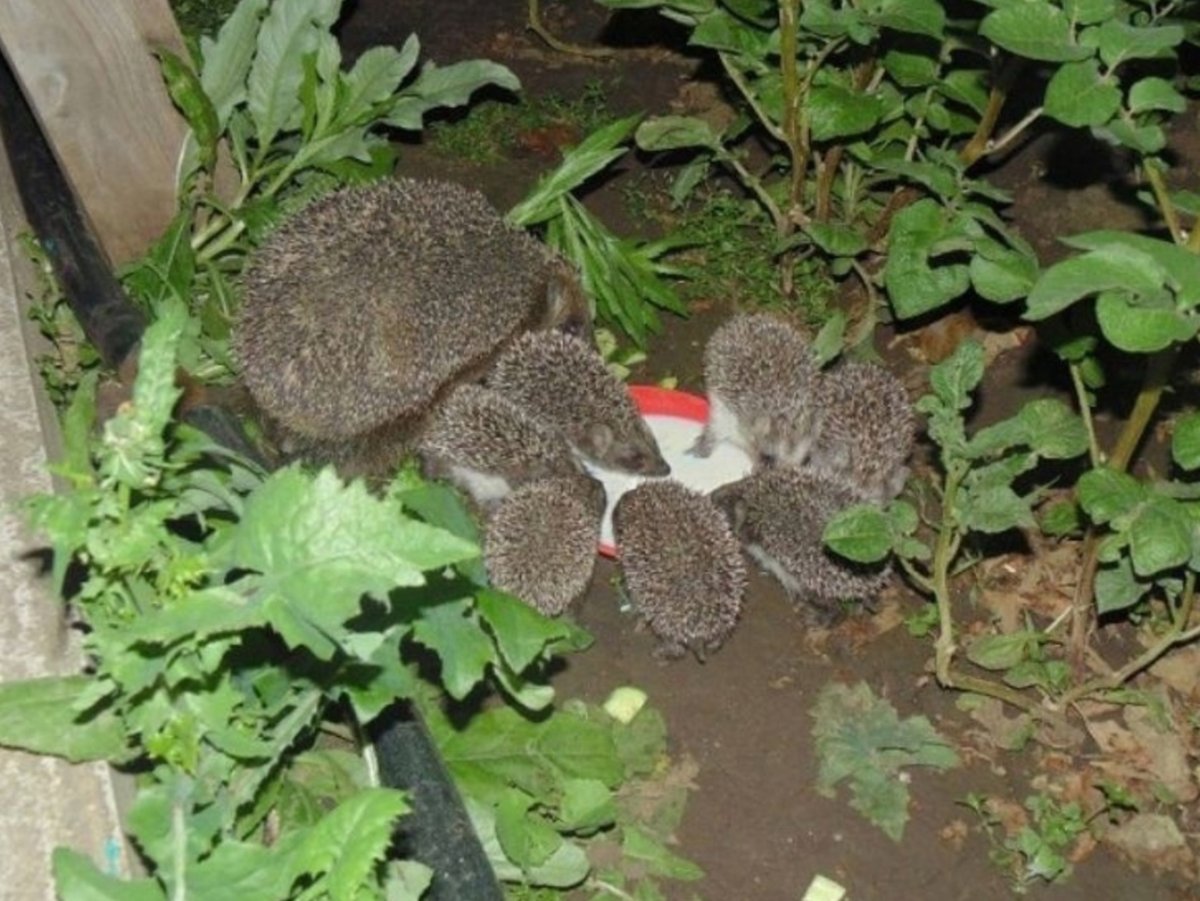 Ежик на даче