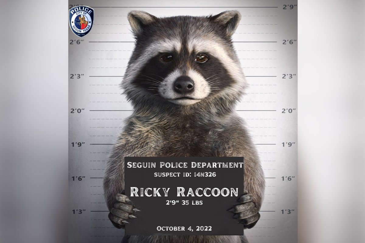 Кучка енотов