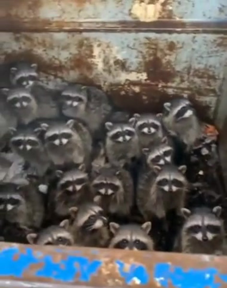 Туса енотов