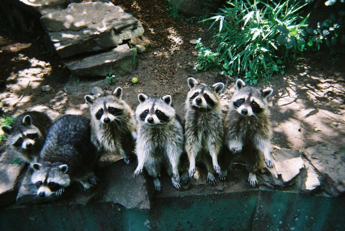 Енот на берегу