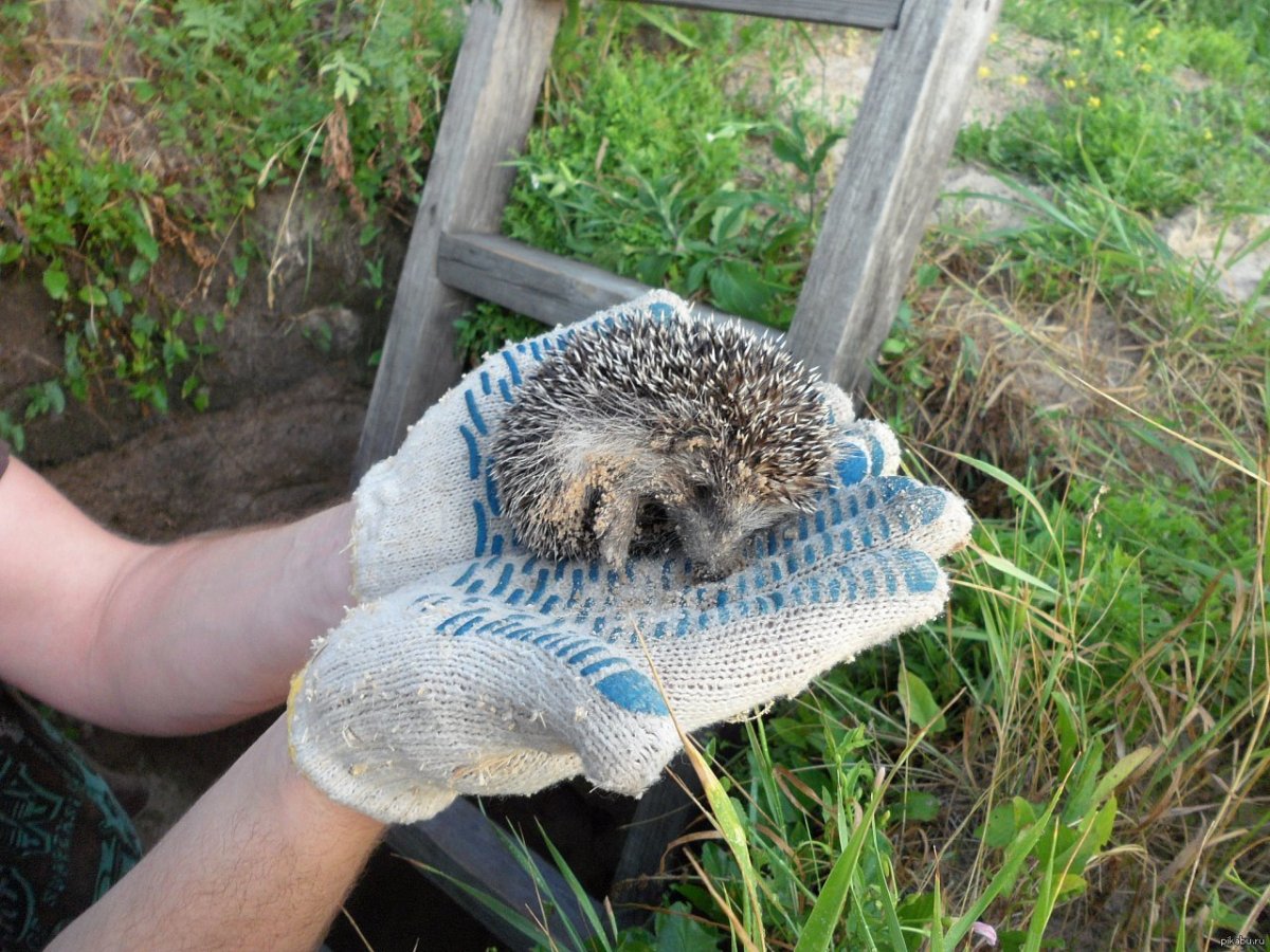 Ежата на даче