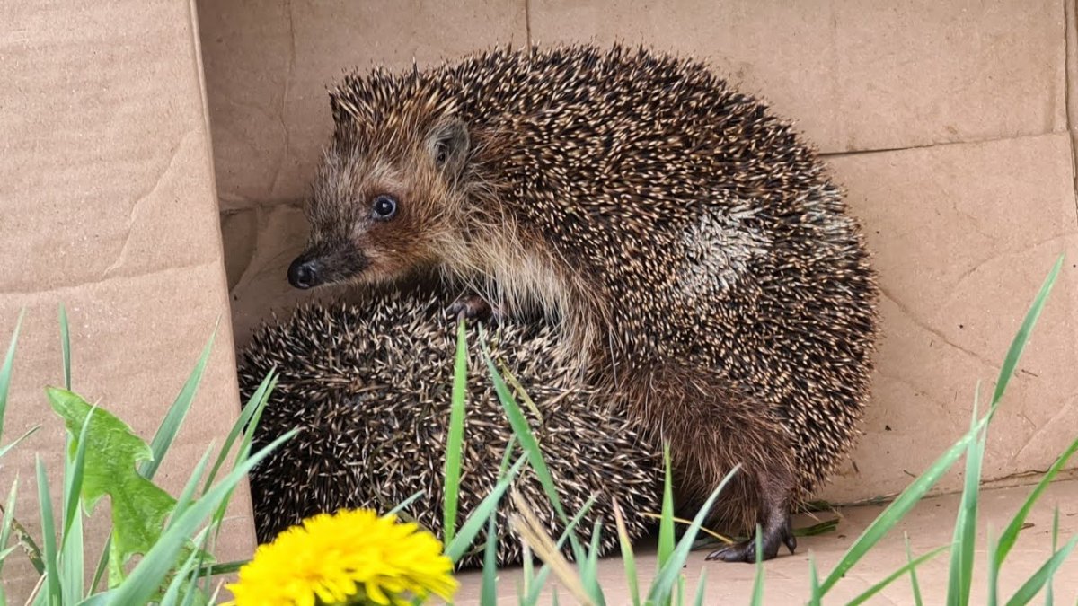 Радостный Ежик