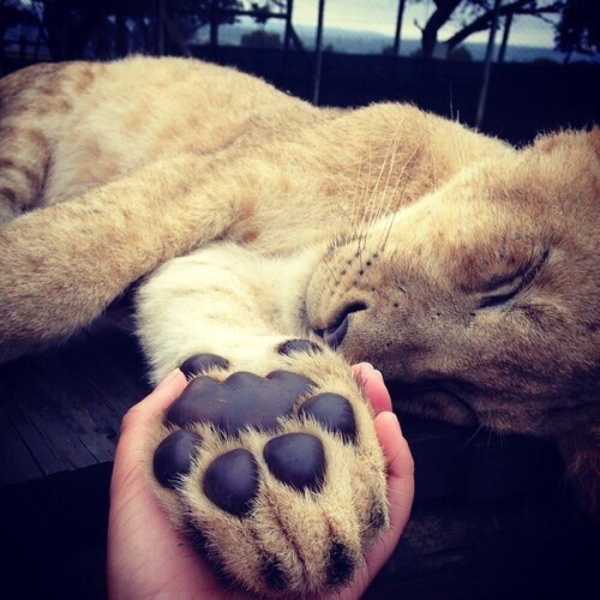 Тату Лев на спине у девушки