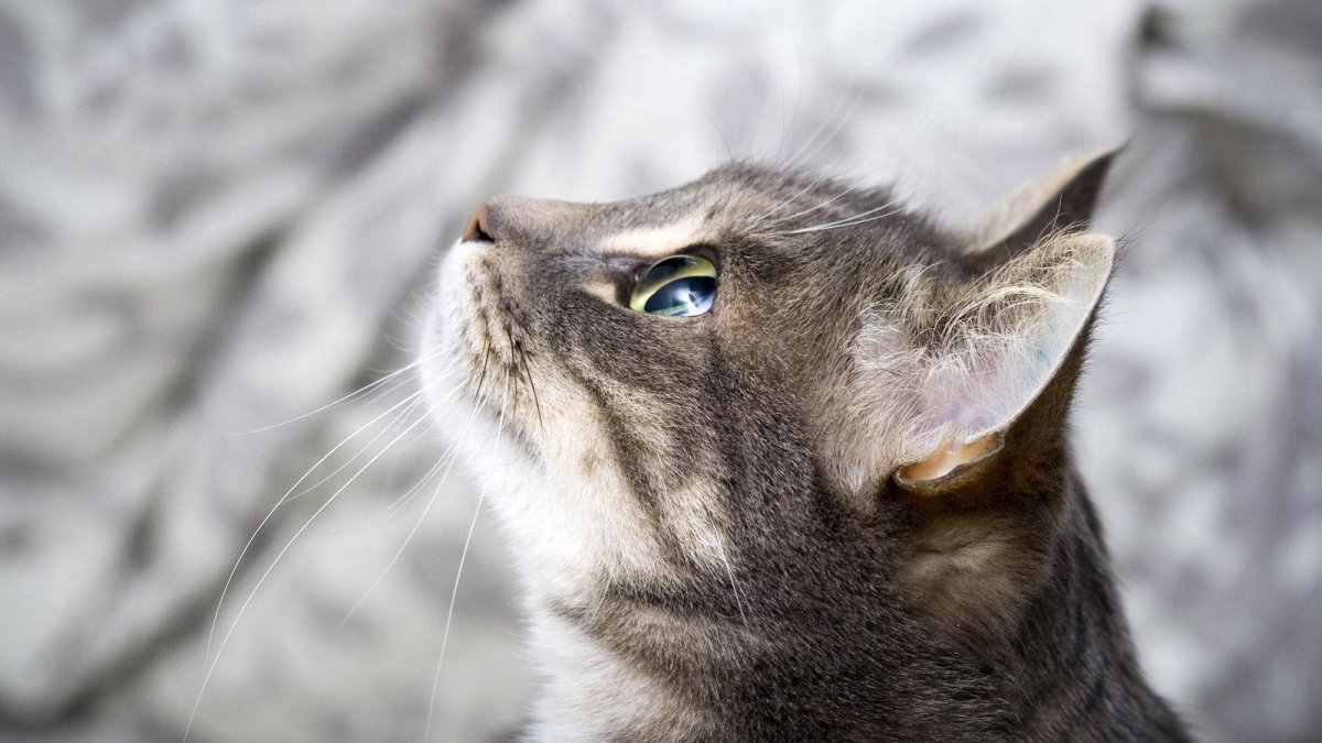 Кошачья морда в профиль