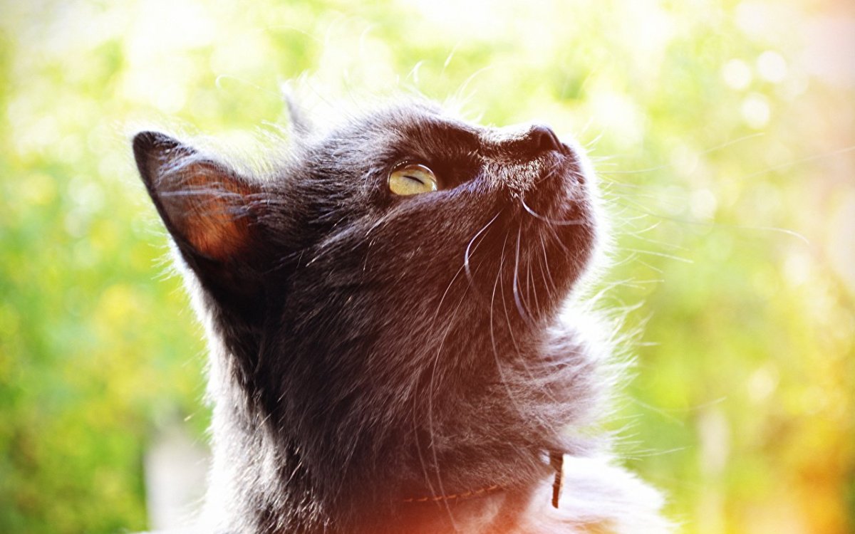 Черный котик на солнышке