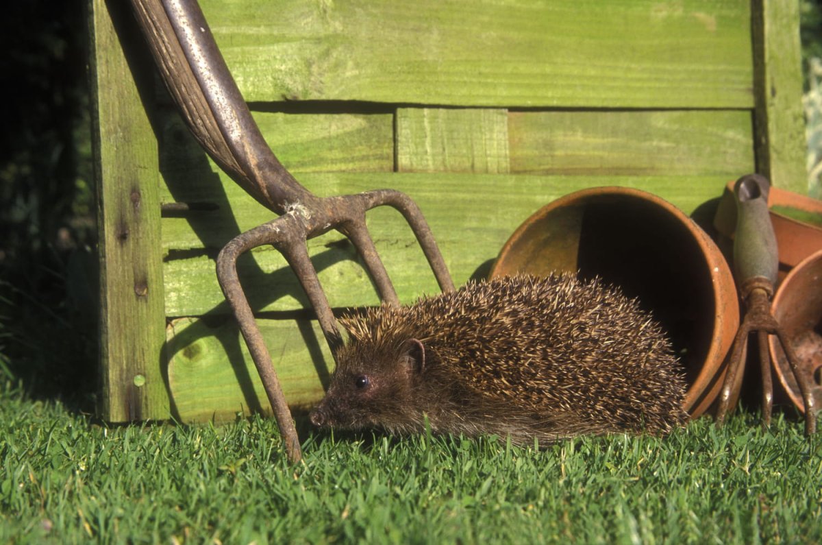 Домик для ежа