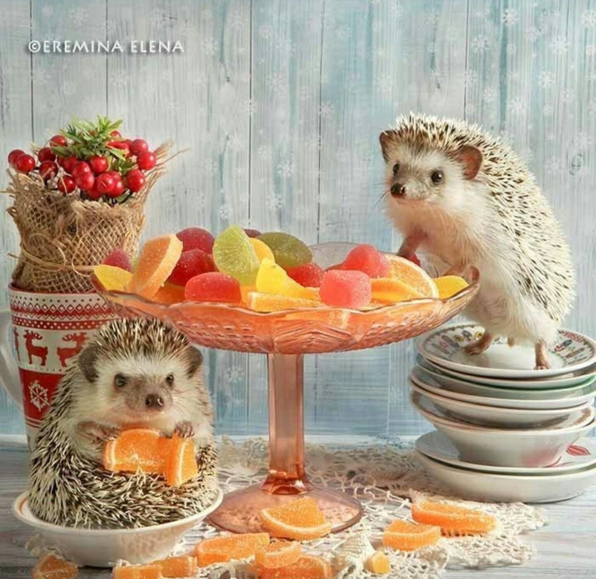 Еремина Елена Тайная жизнь ежиков