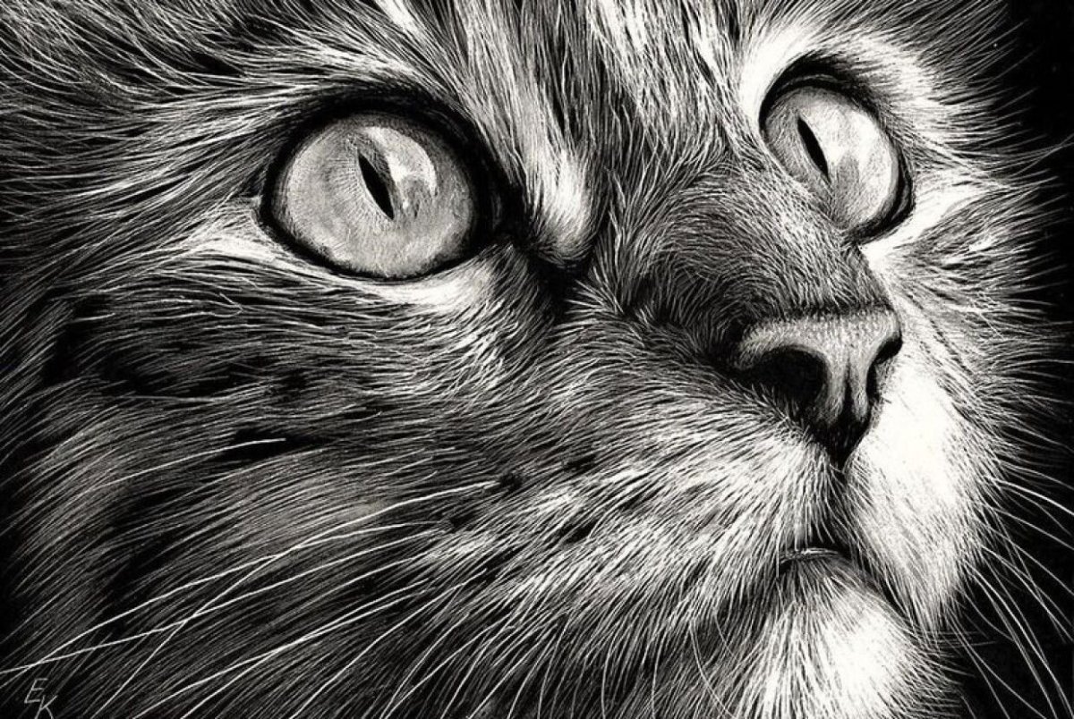 Реалистичные рисунки животных