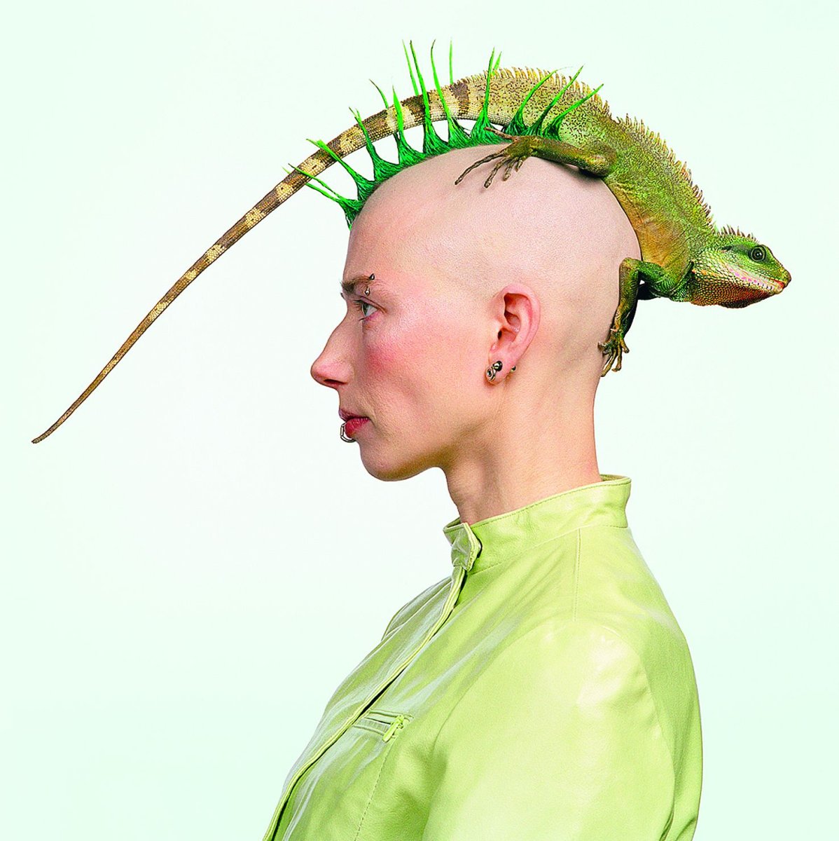 Ирокез ящерица