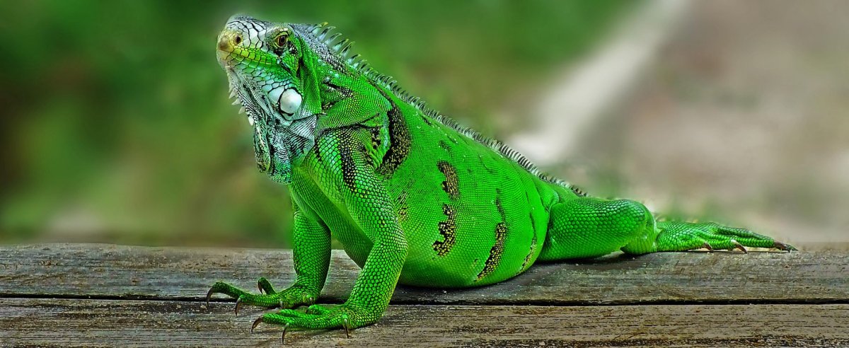 Игуана травоядная