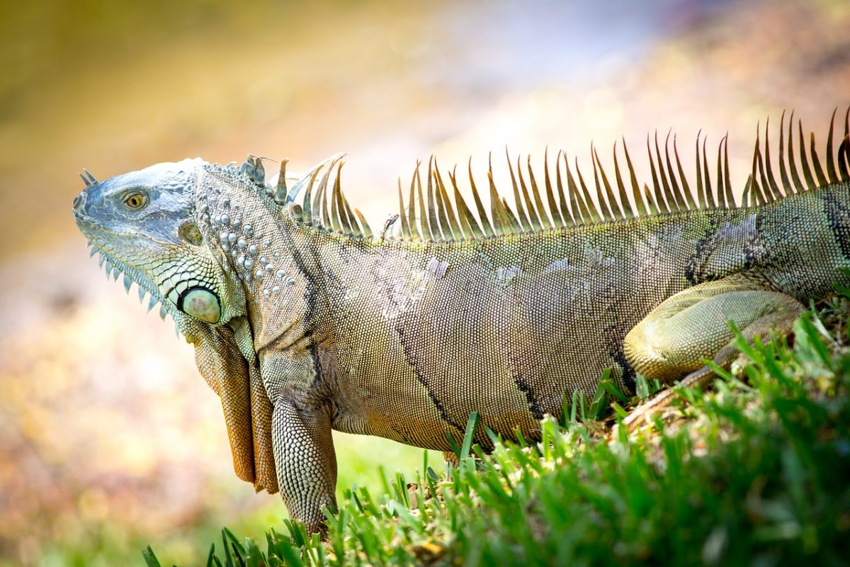 Ирокез игуана