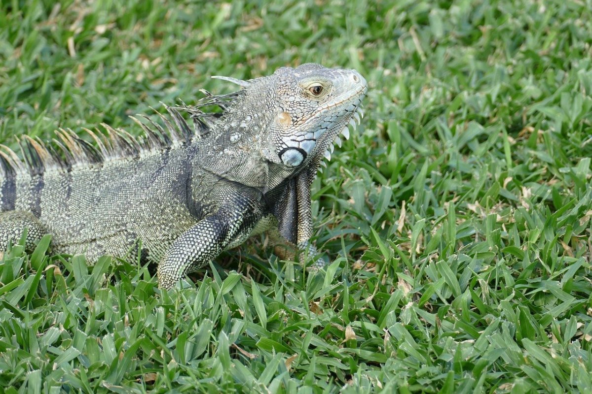 Ирокез ящерица