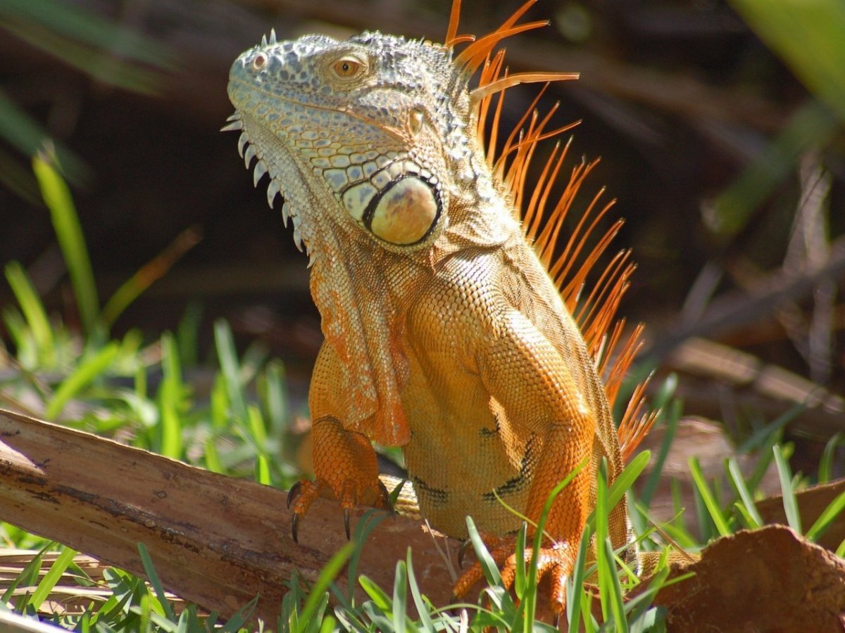 Игуана обыкновенная красная