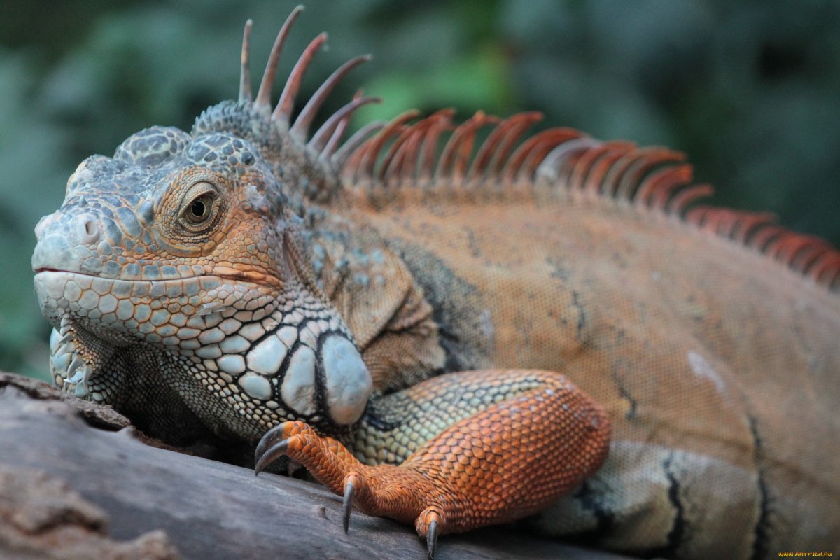 Игуана падальщик