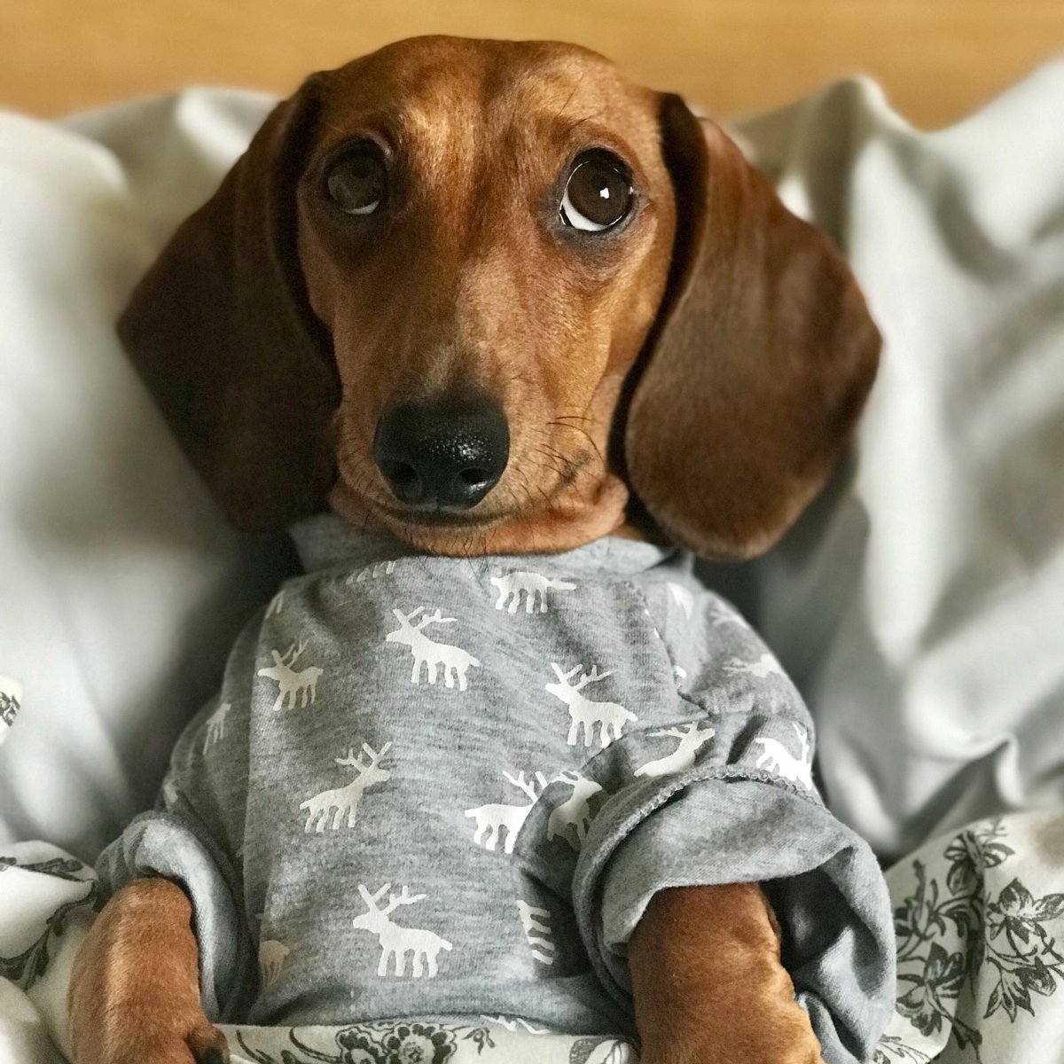 Крупная такса