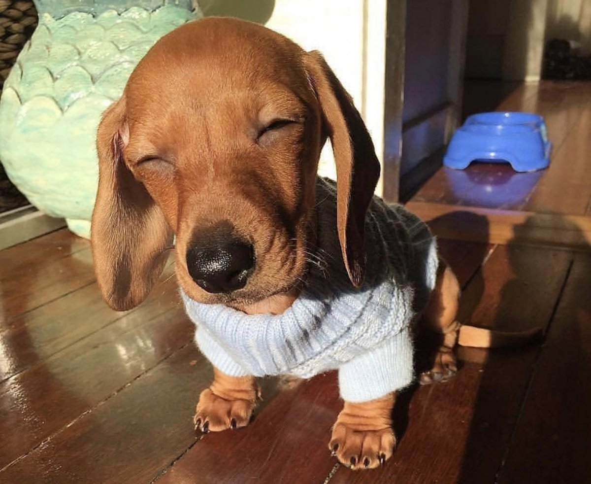 Смешные таксы