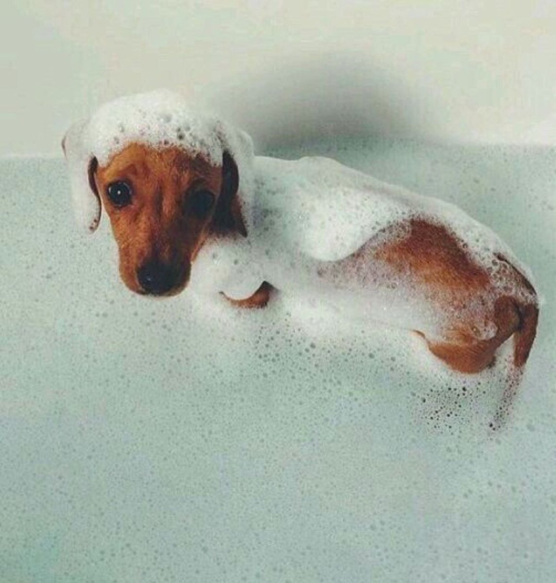 Такса в ванной