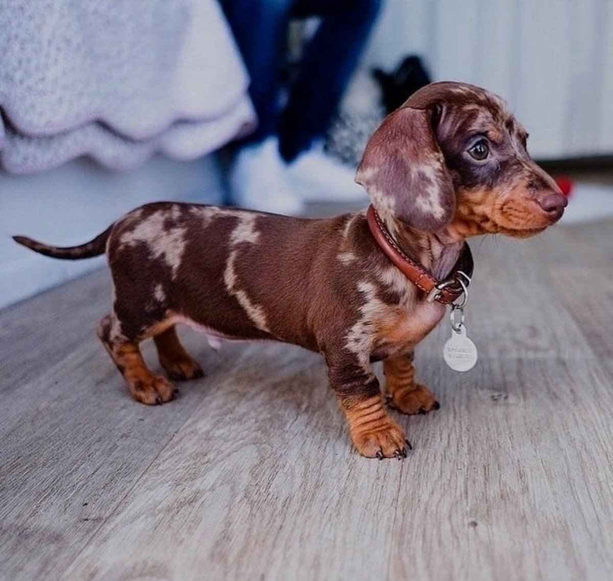 Самая маленькая такса в мире