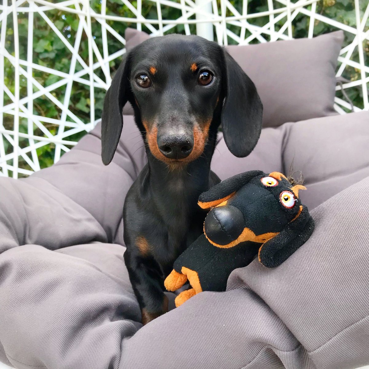 Такса Дачхунд