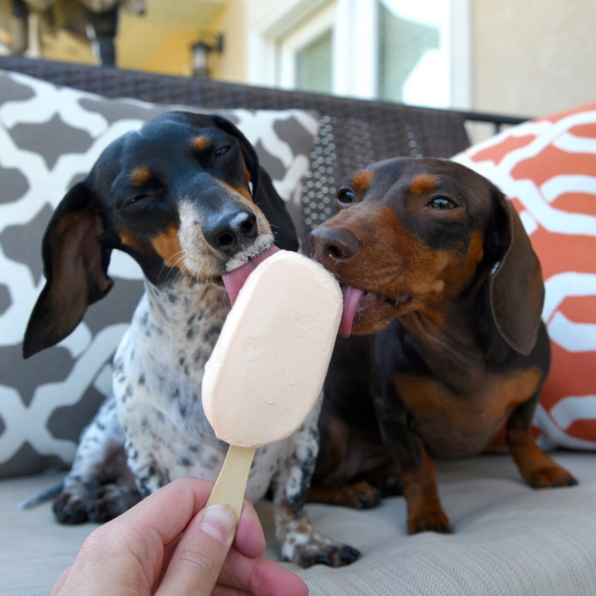 Такса Пинтерест