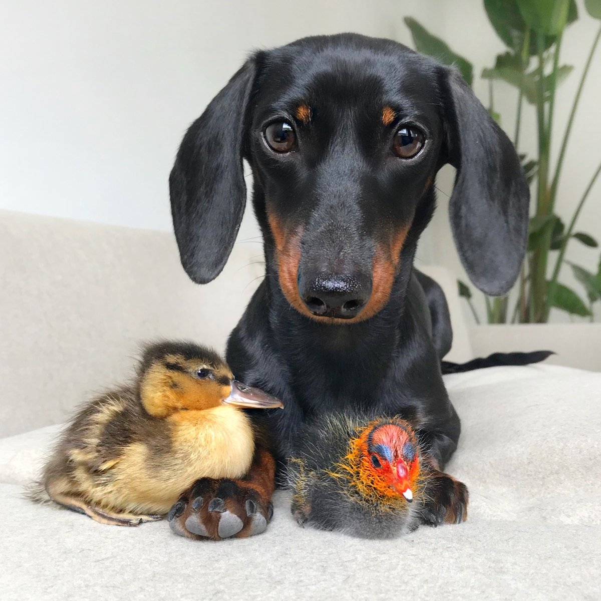 Крутая такса